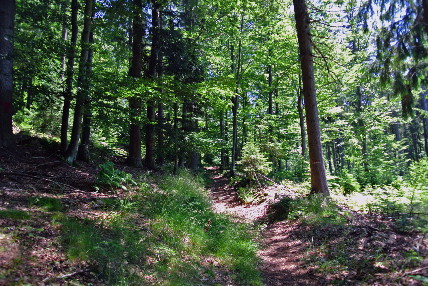 Wandern Im Böhmerwald - Tipp Von Christine Unterwegs